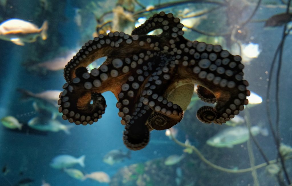 Une pieuvre de la mer intérieure de Seto à l'aquarium Kaiyukan