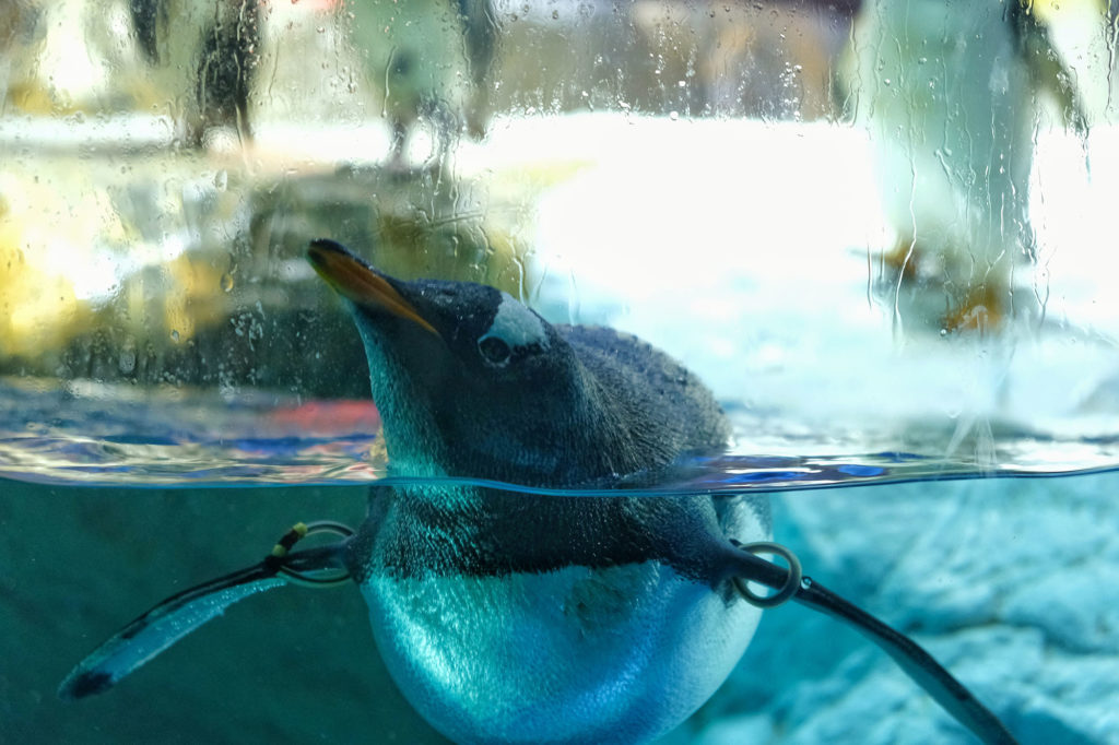 Un pingouin qui nage dans le bassin de la zone Antarctique de l'aquarium Kaiyukan d'Osaka
