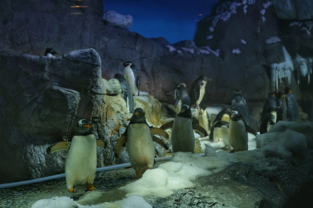 Les pingouins de la zone Antarctique de l'aquarium Kaiyukan d'Osaka