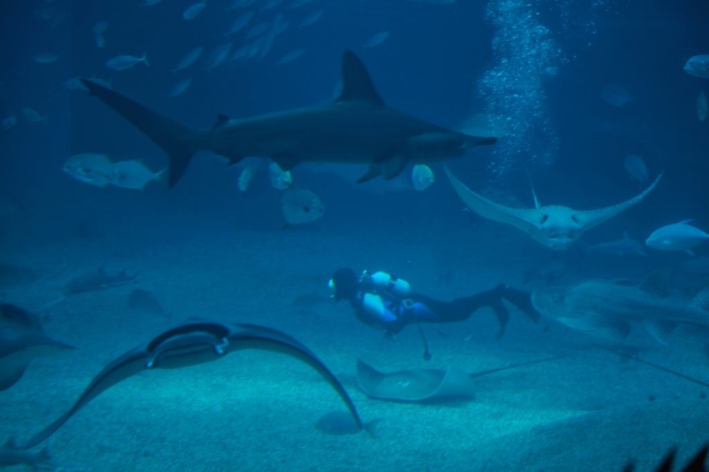 Un plongeur au milieu des requins et raies de la zone Pacifique du Kaiyukan