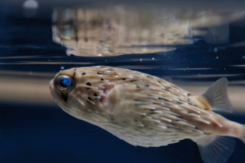 Un poisson hérisson (diodon) à l'aquarium d'Osaka