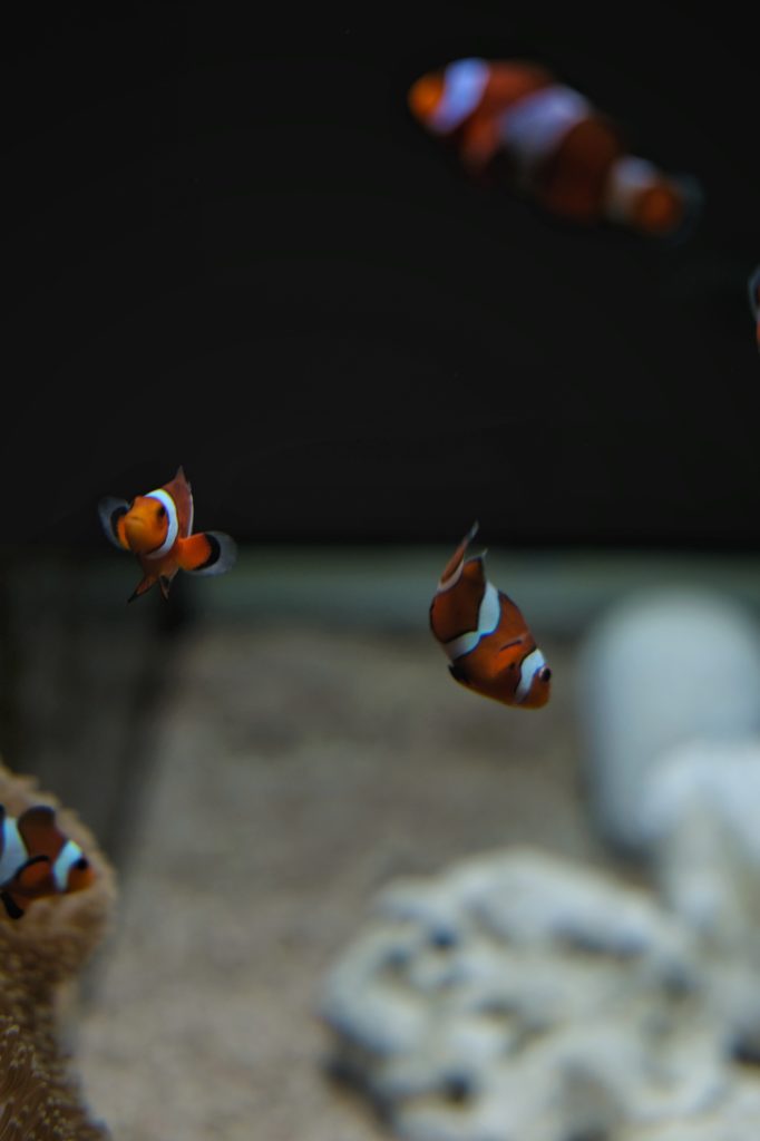 Des poissons clowns dans une salle annexe du Kaiyukan d'Osaka