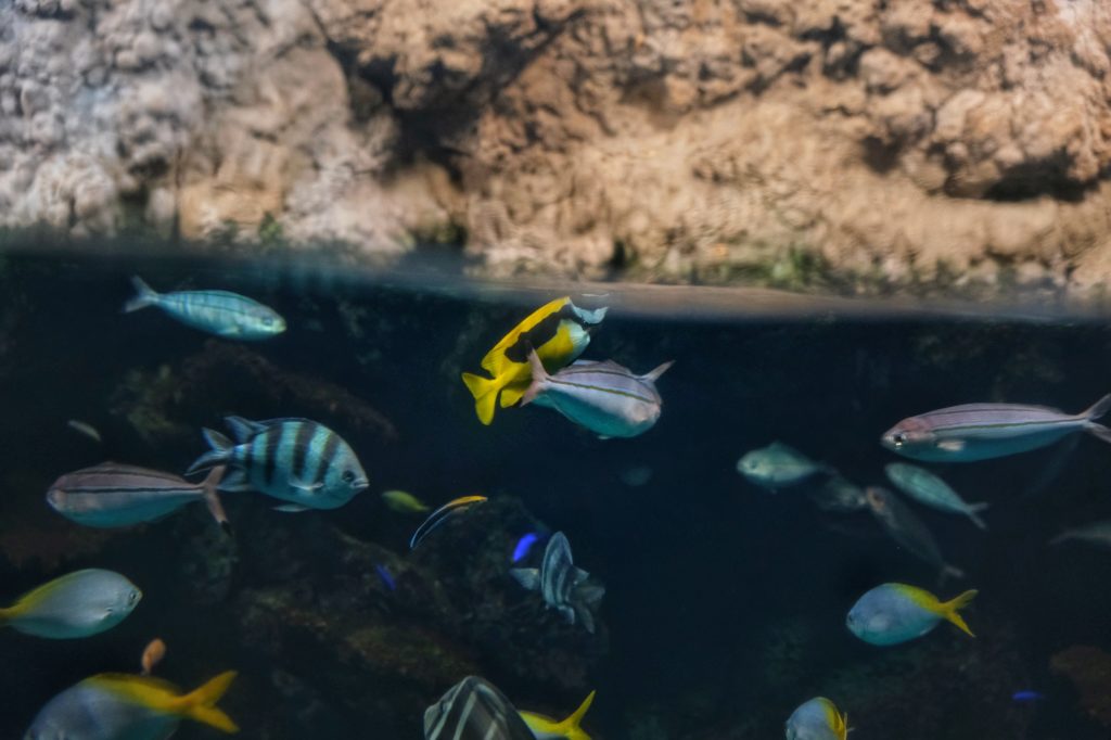 Des poissons de la grande barrière de corail à l'aquarium d'Osaka