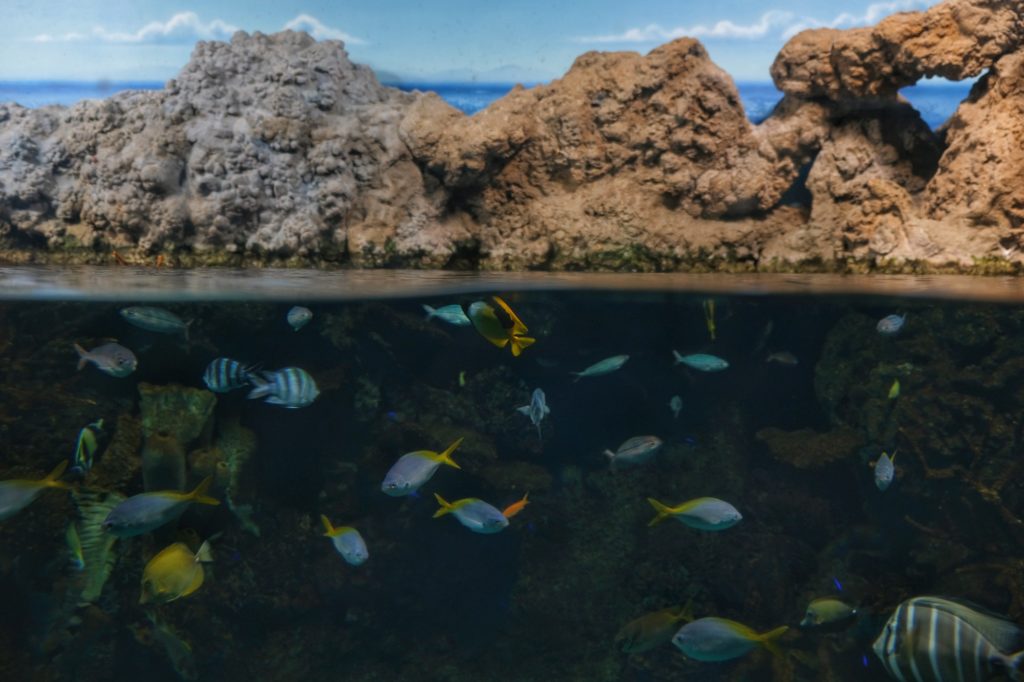 Des poissons de la grande barrière de corail à l'aquarium d'Osaka