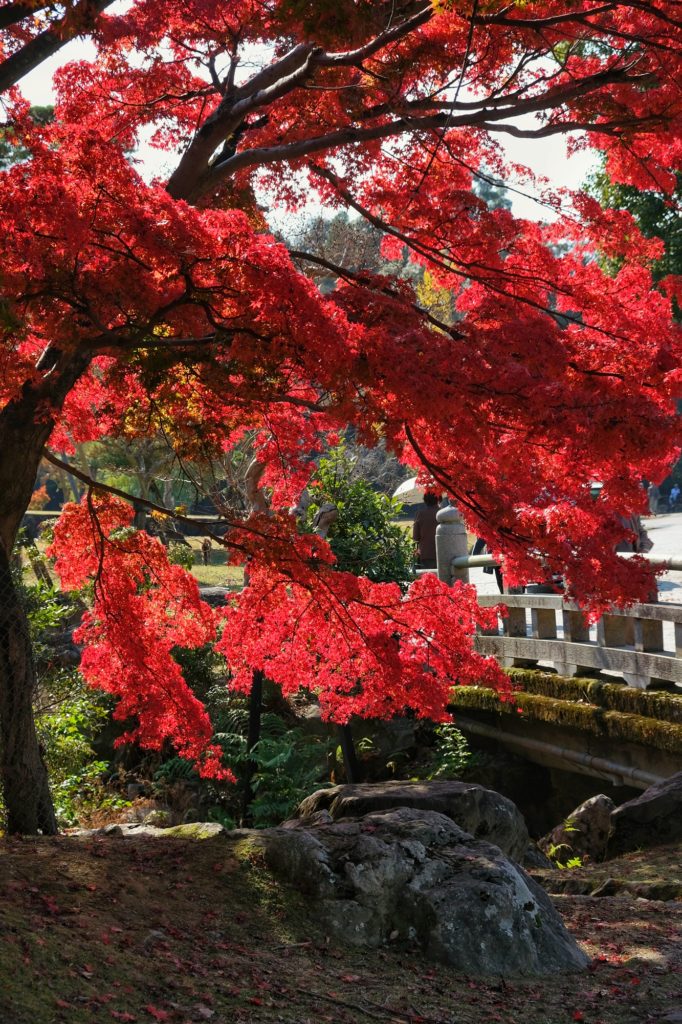 Un érable rouge devant un pont durant l'automne à Nara