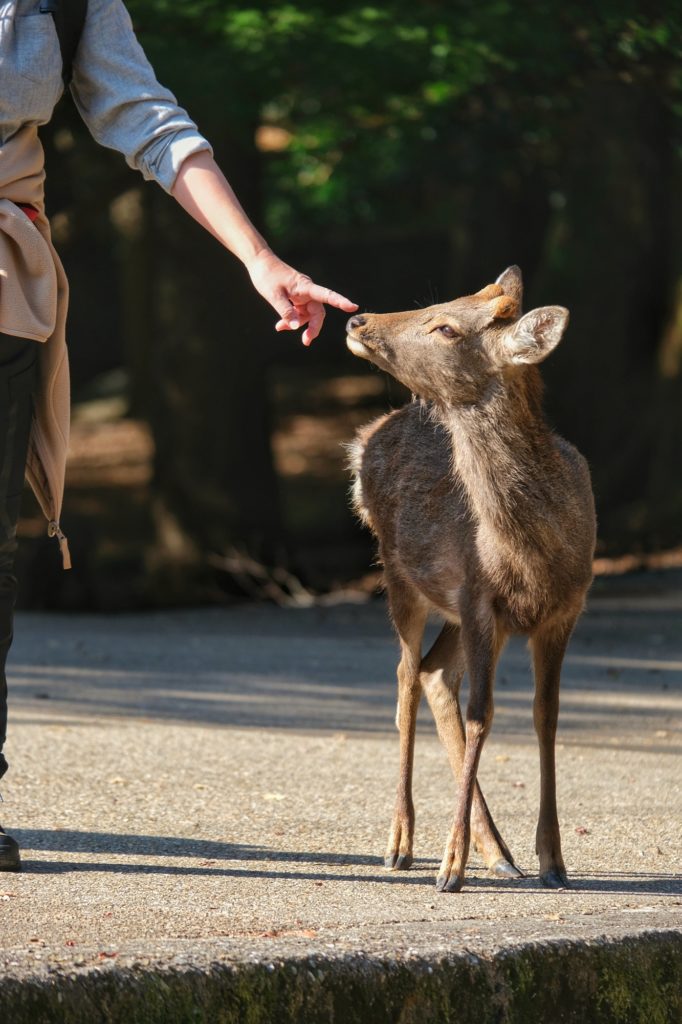 Un promeneur touche un daim à Nara