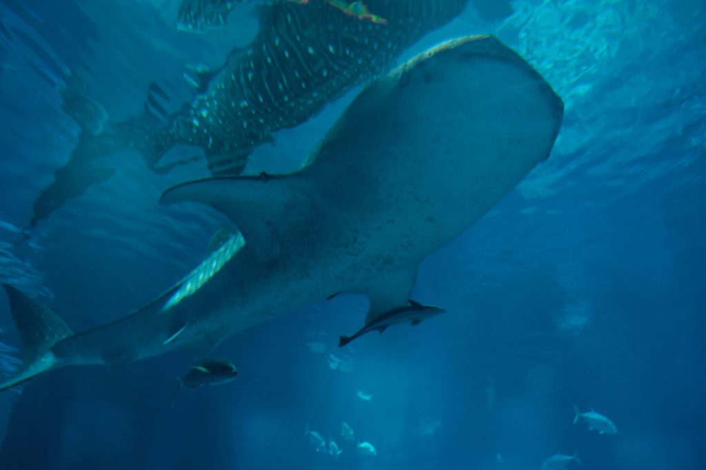 Le requin-baleine vue de dessous dans le bassin Pacifique du Kaiyukan