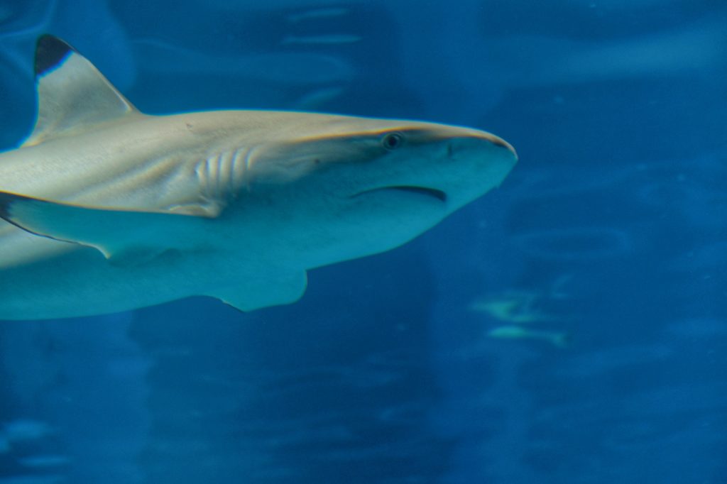 Un requin à pointes noires dans le bassin central de l'aquarium d'Osaka