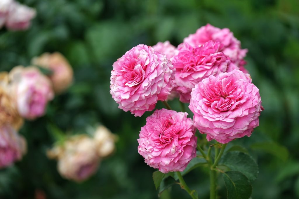 Les roses du jardin des roses de la paix dans le parc Expo '70 d'Osaka
