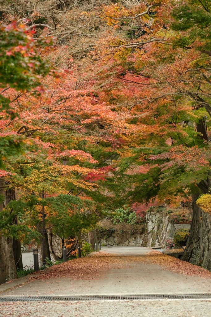Chemin au-dessus du temple Katsuo-ji et les arbres d'automne qui le surplombent