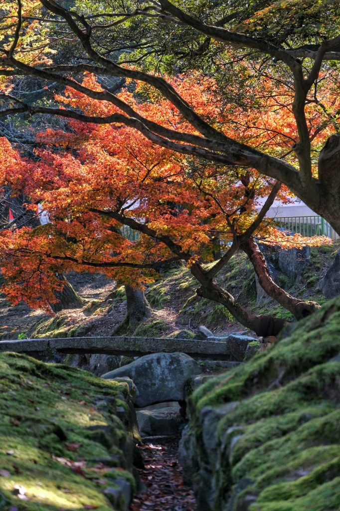 Des arbres aux couleurs de l'automne au-dessus d'un ruisseau à Nara