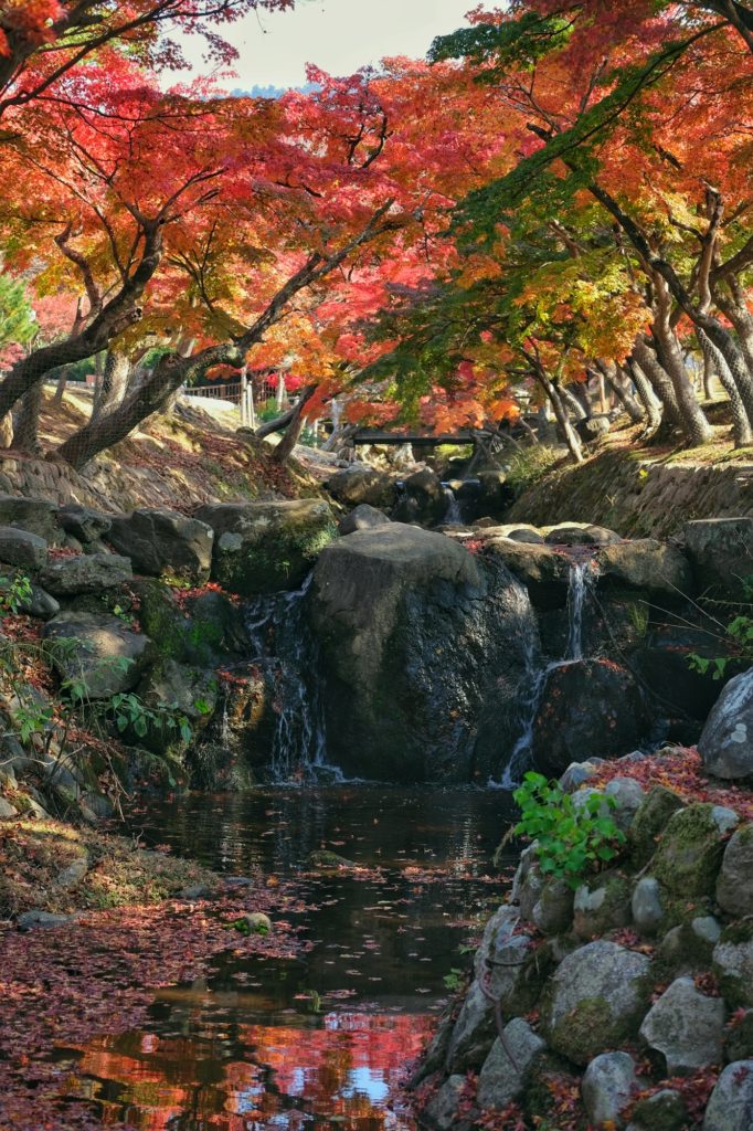 Un ruisseau sous les arbres des momiji dans le aprc de Nara