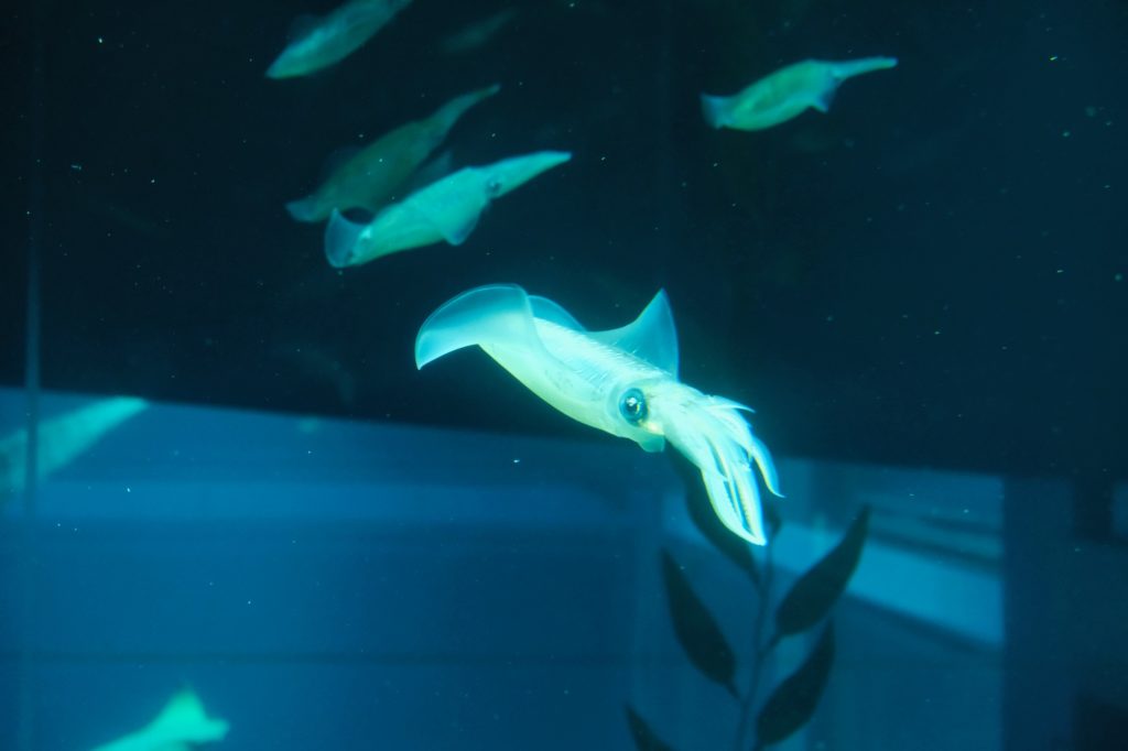 Une petite "seiche lumineuse" à l'aquarium d'Osaka