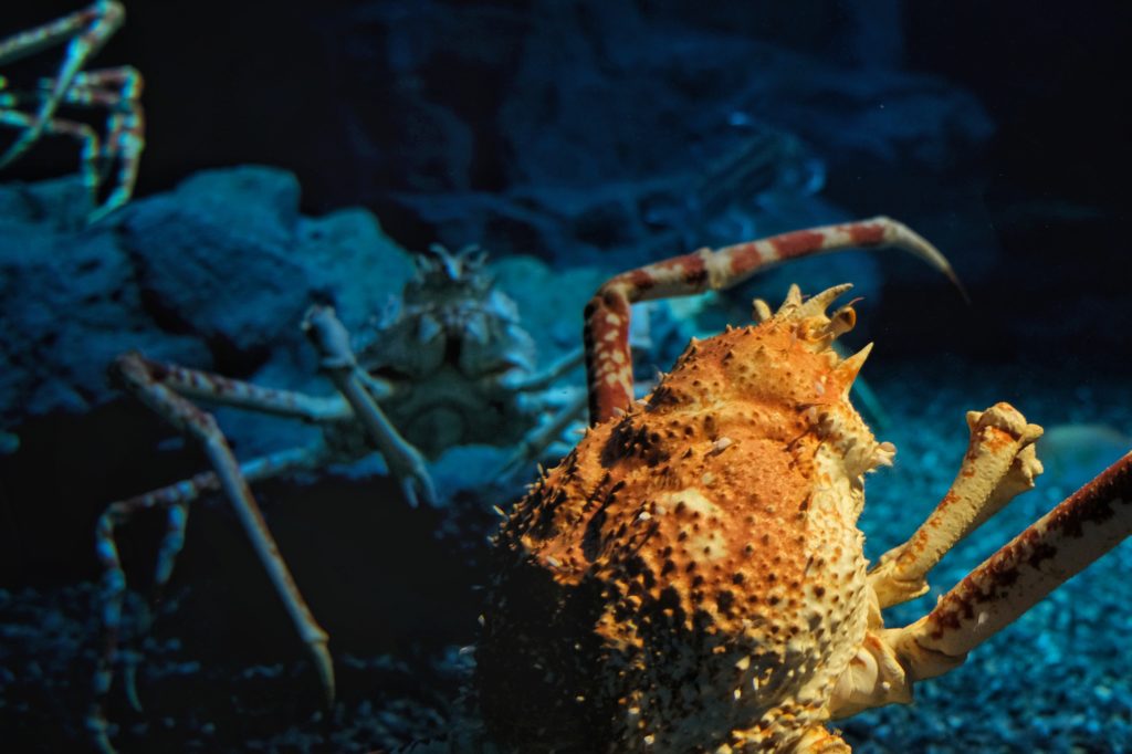 Les fameux crabes-araignées géants du Japon à l'aquarium d'Osaka