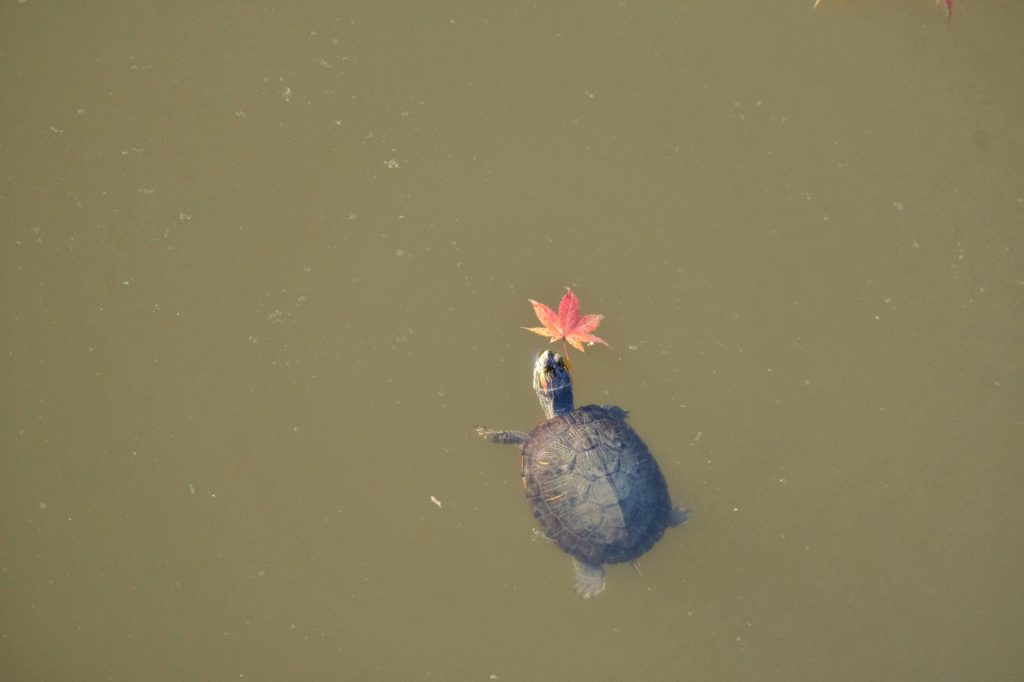 Une tortue et une feuille d'érable rouge dans l'étang Sagiike de Nara