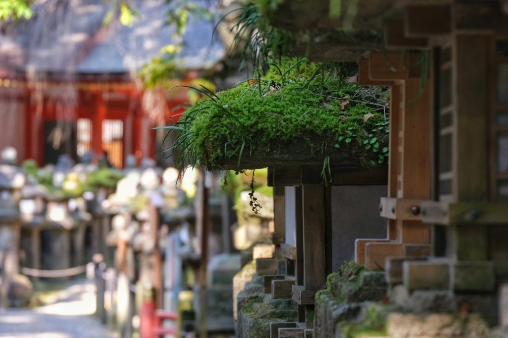Une lanterne végétalisée devant le sanctuaire Kasuga Taisha de Nara
