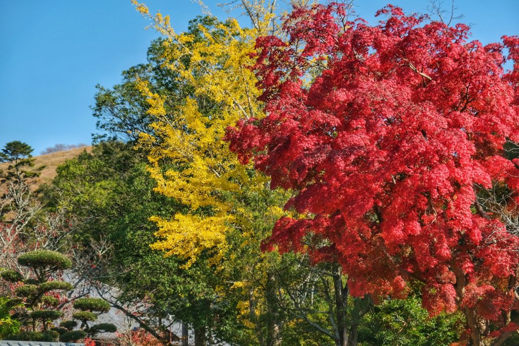 Vert, jaune, rouge, toutes les teintes de l'automne sur ces trois arbres du parc de Nara