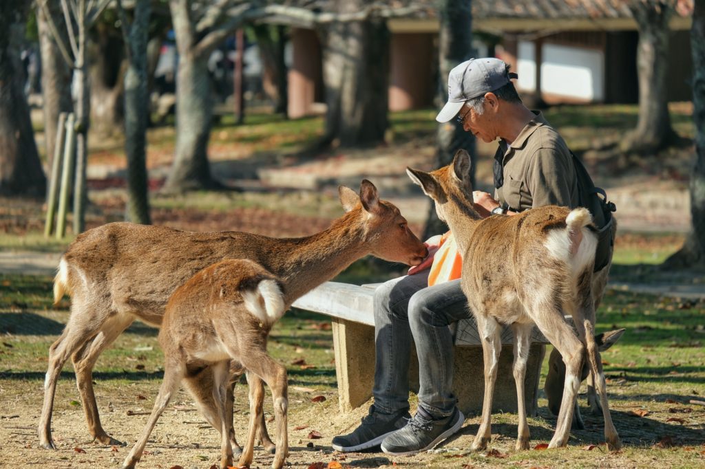 Un visiteur nourrit les daims de Nara