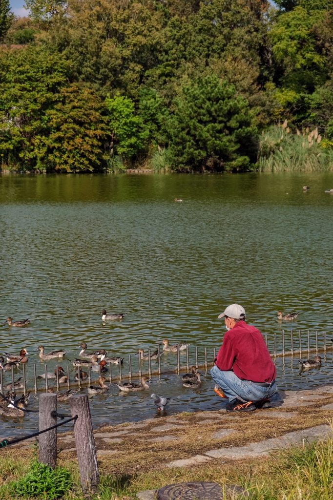 Un homme nourrit les canards de l'étang du parc Tsurumi Ryokuchi