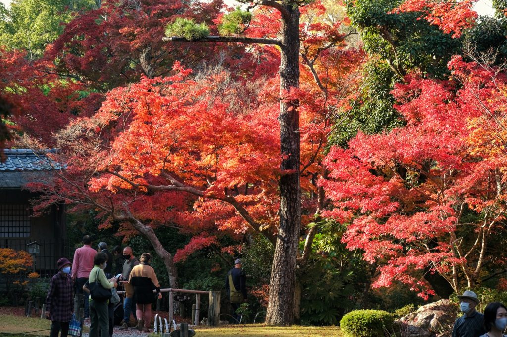 Les visiteurs profitent des derniers rayons de soleil pour profiter des Momiji dans le jardin Yoshiki-en