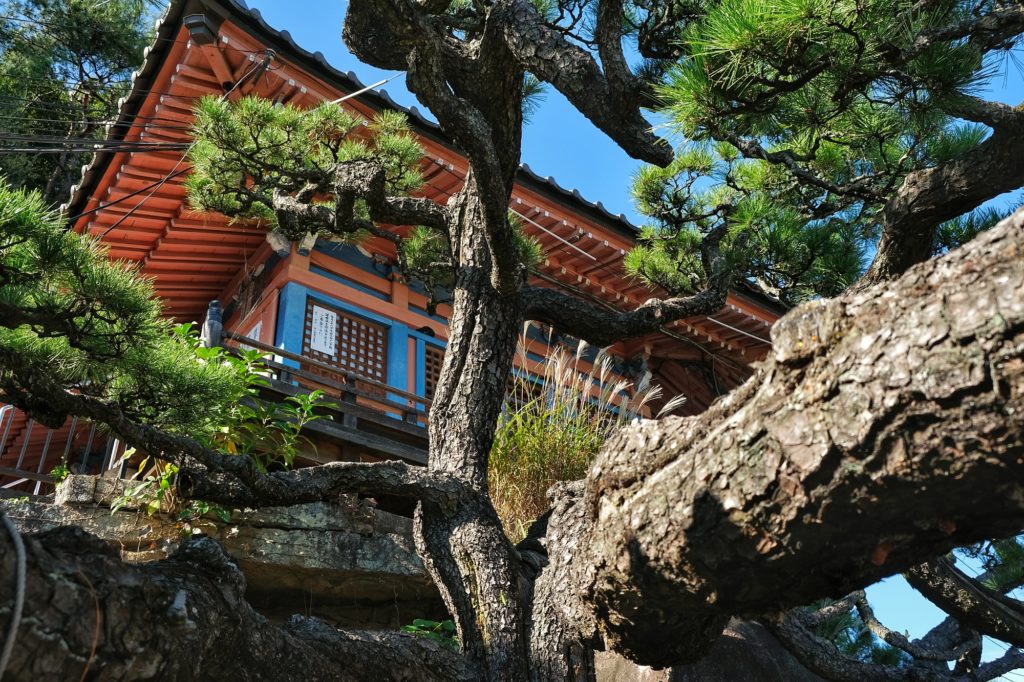 Un bel arbre devant le temple Senko-ji à Onomichi