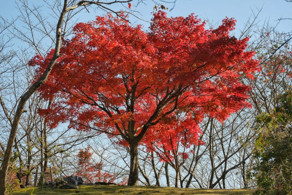 Un arbre rouge vif au milieu d'arbres bien vides dans le parc Arashiyama de Kyoto