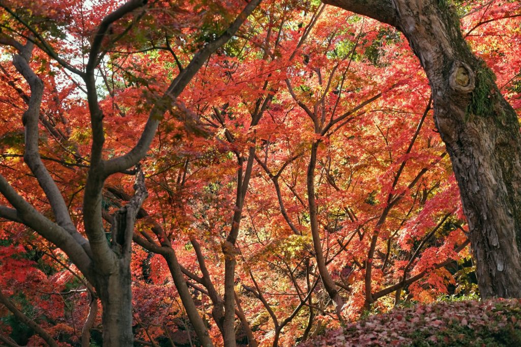 Les momiji colorés en automne dans le parc Nishinomaru du château de Wakayama