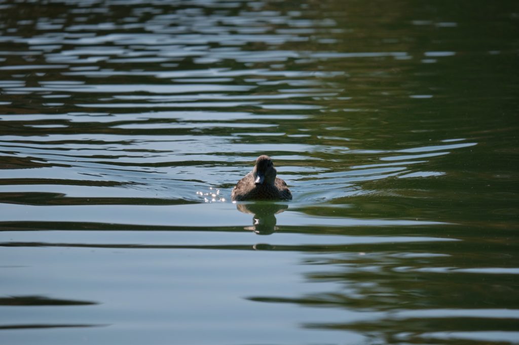 Un canard sur l'étang Kayo-no-ike du parc Koraku-en