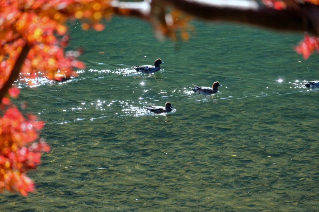 Des canards sur la rivière Katsura à Kyoto