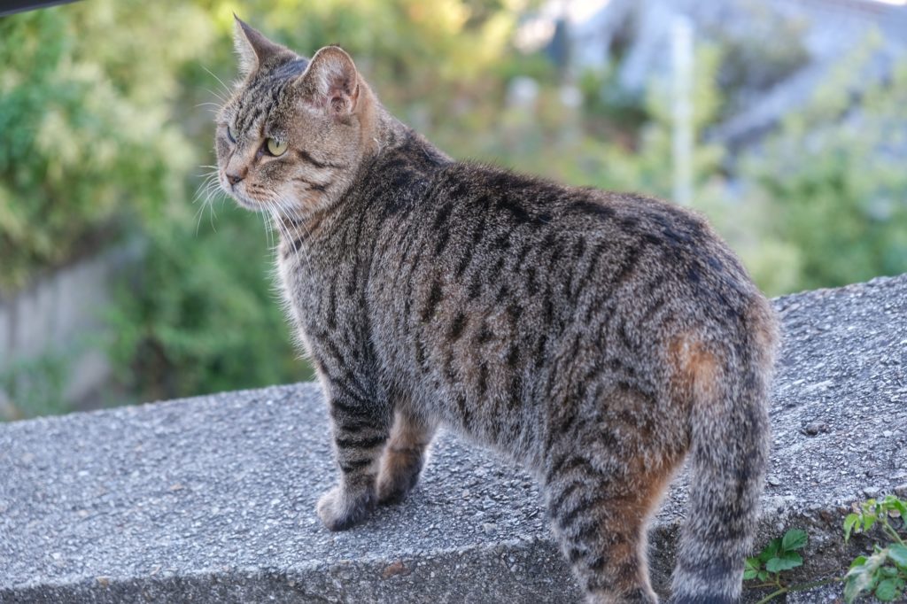 Un chat près du temple Tenneji Sanjuto à Onomichi