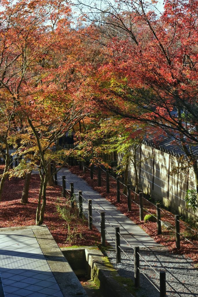 Un chemin sous les érables de l'automne au temple Eikan-do Zenrin-ji de Kyoto