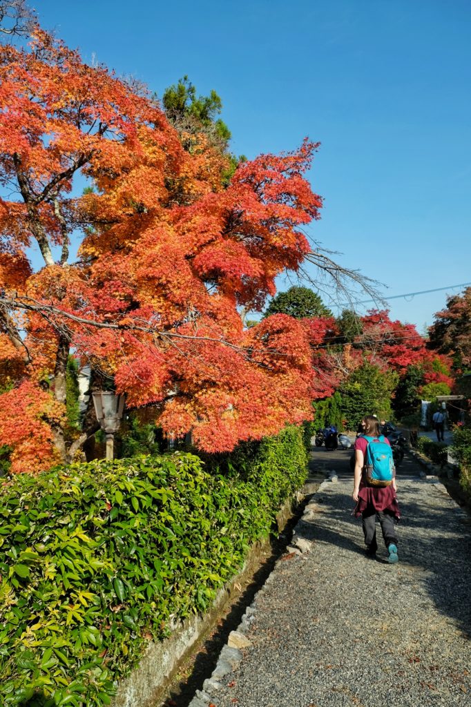 Claire observe un érable rouge orangé dans une rue de Kyoto