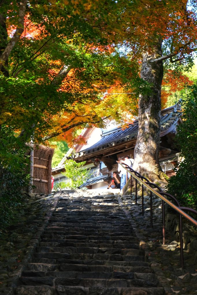 Les escaliers montant au temple Suzumishi et ses érables jaune orangé