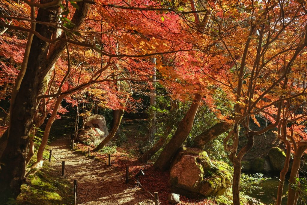 Le chemin qui longe l'étang du Daigo-ji de Kyoto avec ses érables rouges et orange