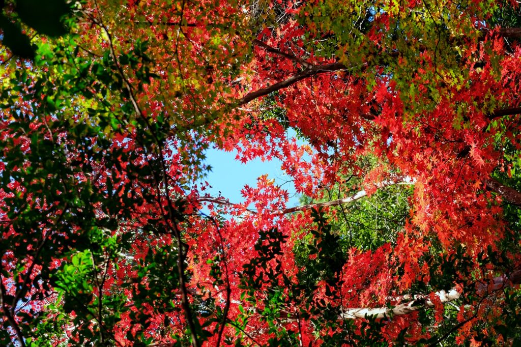 Entre rouge et vert, les érables colorés du parc Arashiyama de Kyoto