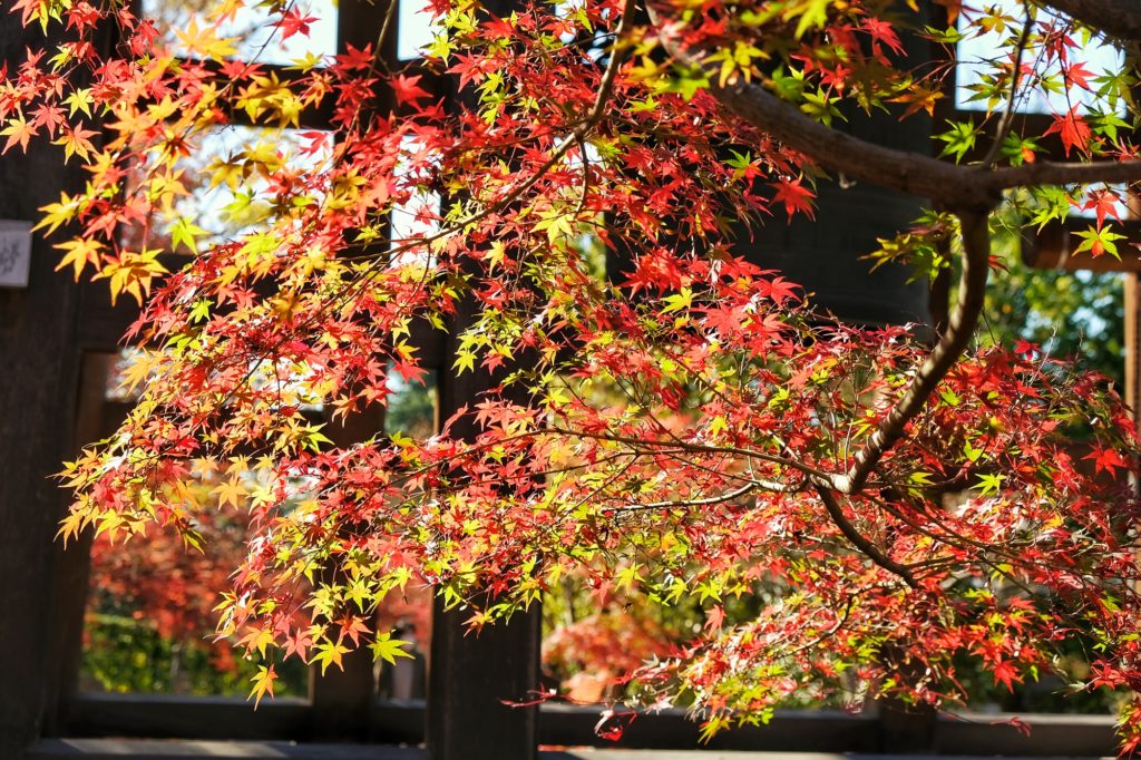 Une branche d'érable à feuilles rouges et vertes à Kyoto
