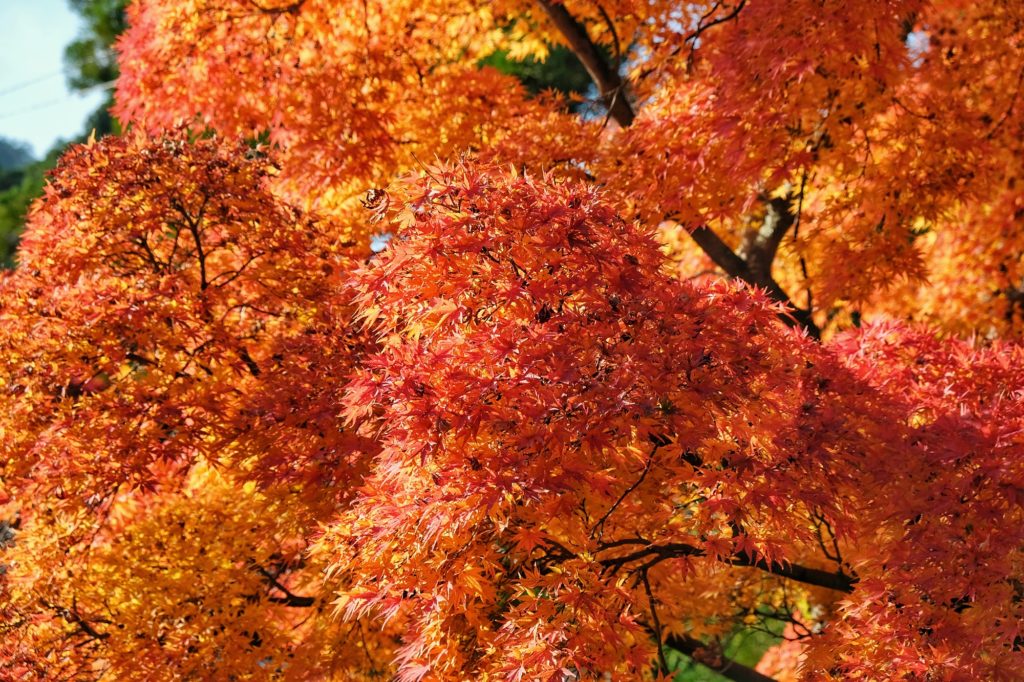 Les feuilles d'un momiji entre le rouge et le orange à Kyoto