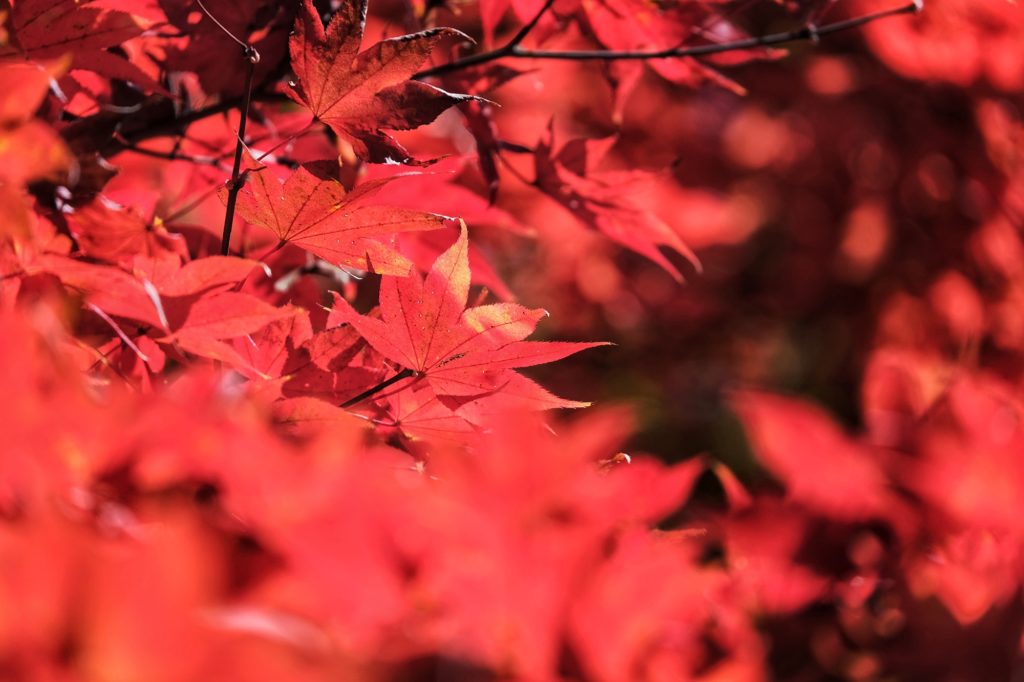 Des feuilles d'un érable rouge dans le parc Arashiyama de Kyoto
