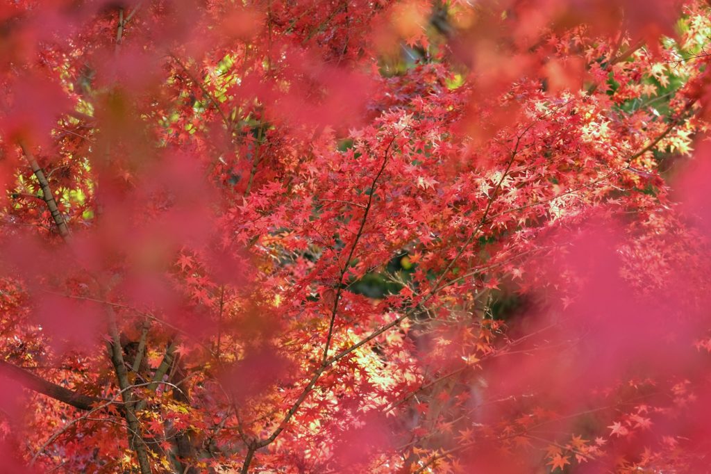Les érables rouge vif du parc Nishinomaru Teien de Wakayama