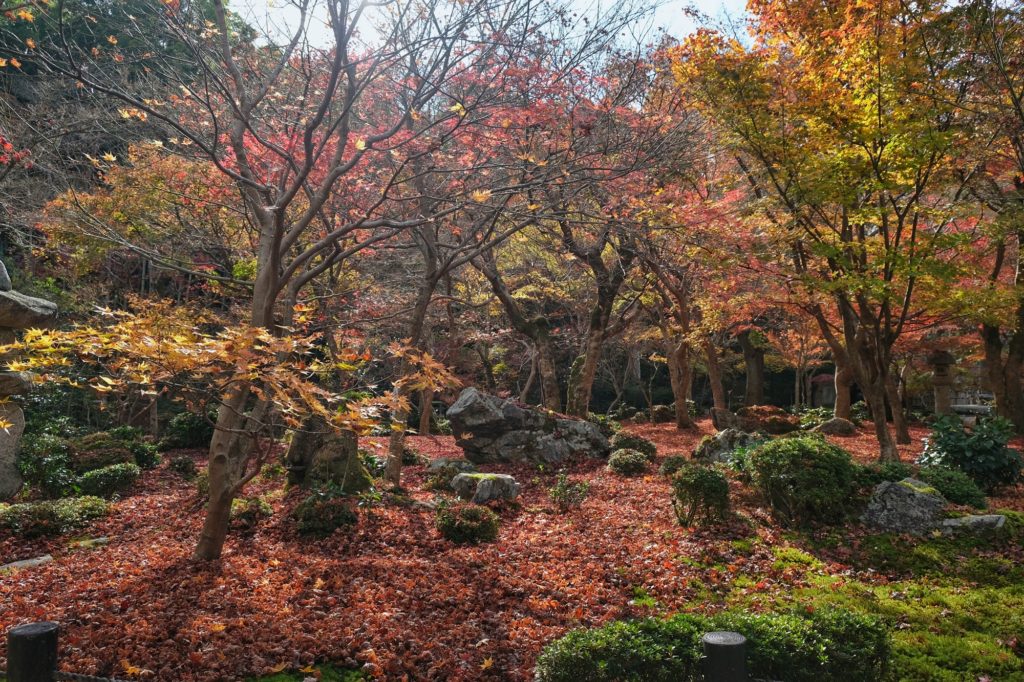 Le jardin du temple Enko-ji et son lit de feuilles d'érables au sol