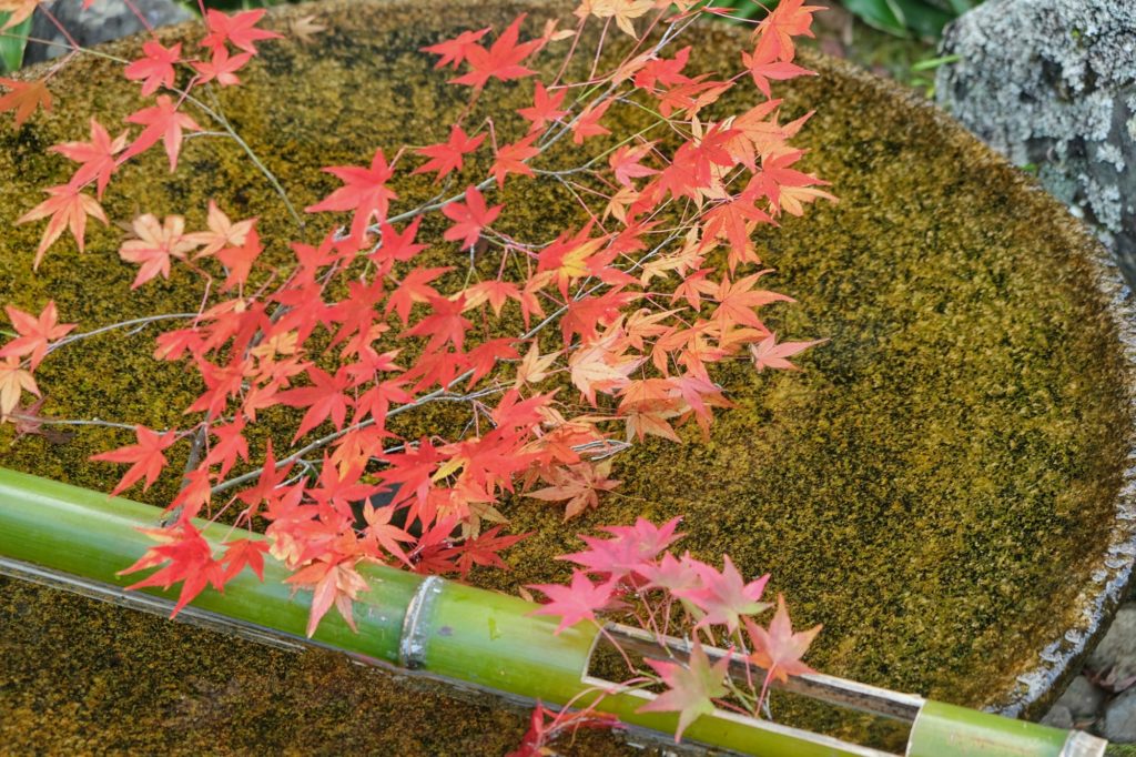 Les feuilles d'un érable rouge surplombent un bassin du Enko-ji