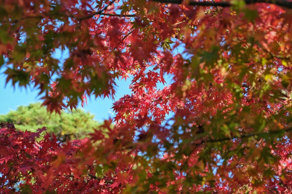 Des feuilles d'érables rouges et vertes à Kyoto