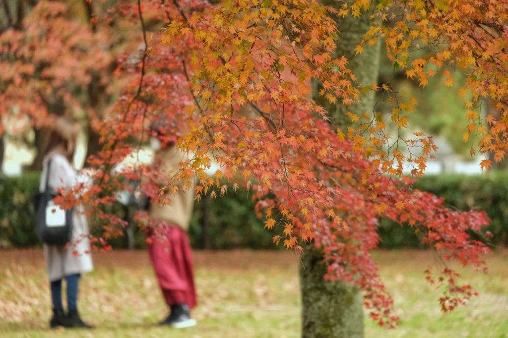 Les feuilles d'érables colorés dans le parc du Palais Impérial de Kyoto