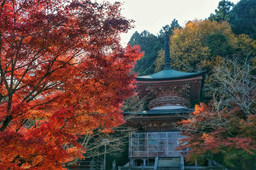 La pagode du temple Horin-ji derrière un érable rouge