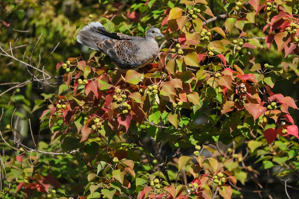 Un oiseau sur un arbre rougissant à Kurashiki