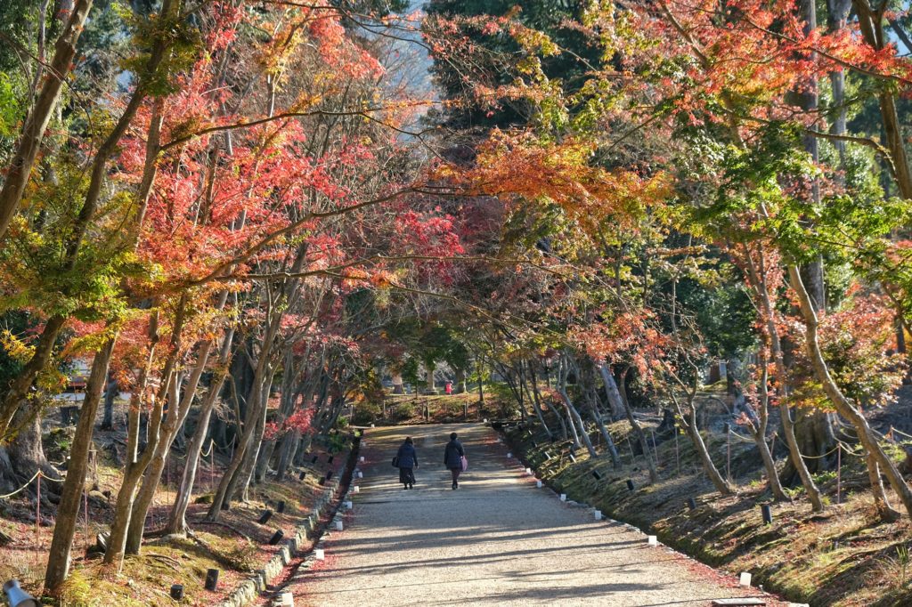 Deux dames sous les érables dégarnis du Daigo-ji à Kyoto