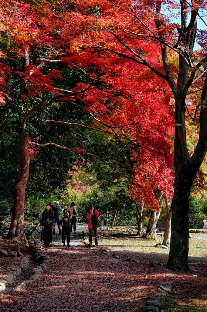 Les visiteurs du parc Arashiyama prennent en photo les beaux érables rouges de l'automne