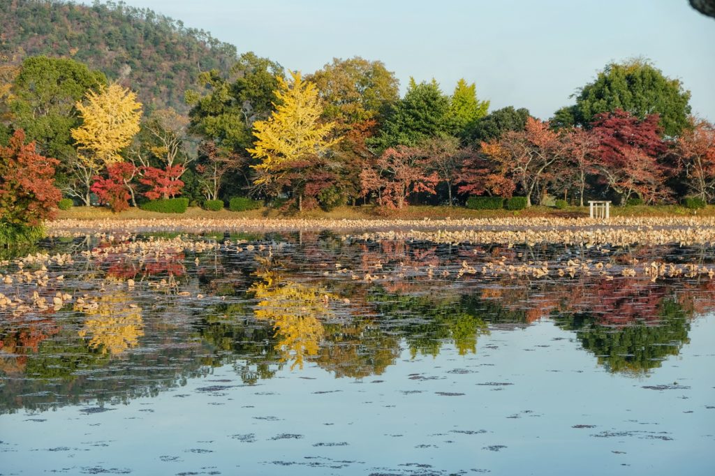 L'étang Osawa à Kyoto en automne