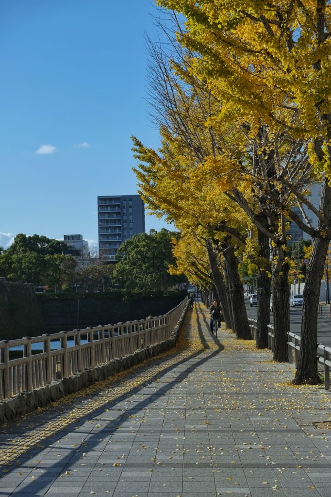 L'avenue Keyaki Odori le long des douves du château de Wakayama et ses ginkgos jaunes
