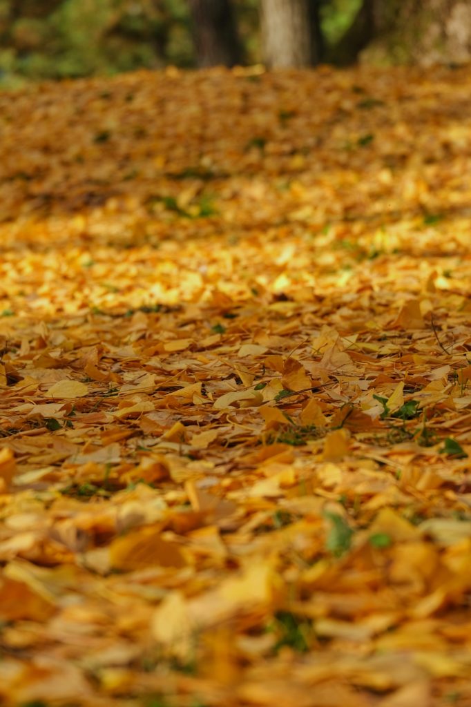 Les feuilles jaune vif sur la pelouse du Kyoto Gyoen